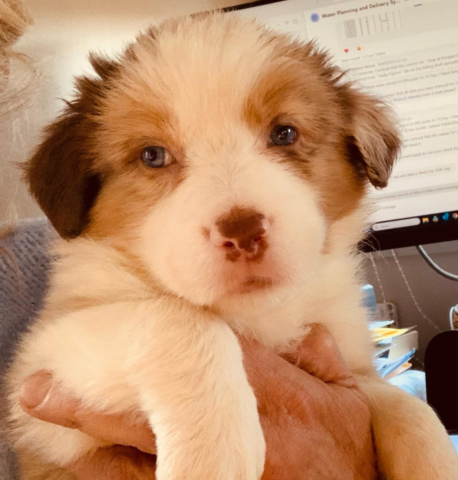 Banaby Park Border Collie Breeder