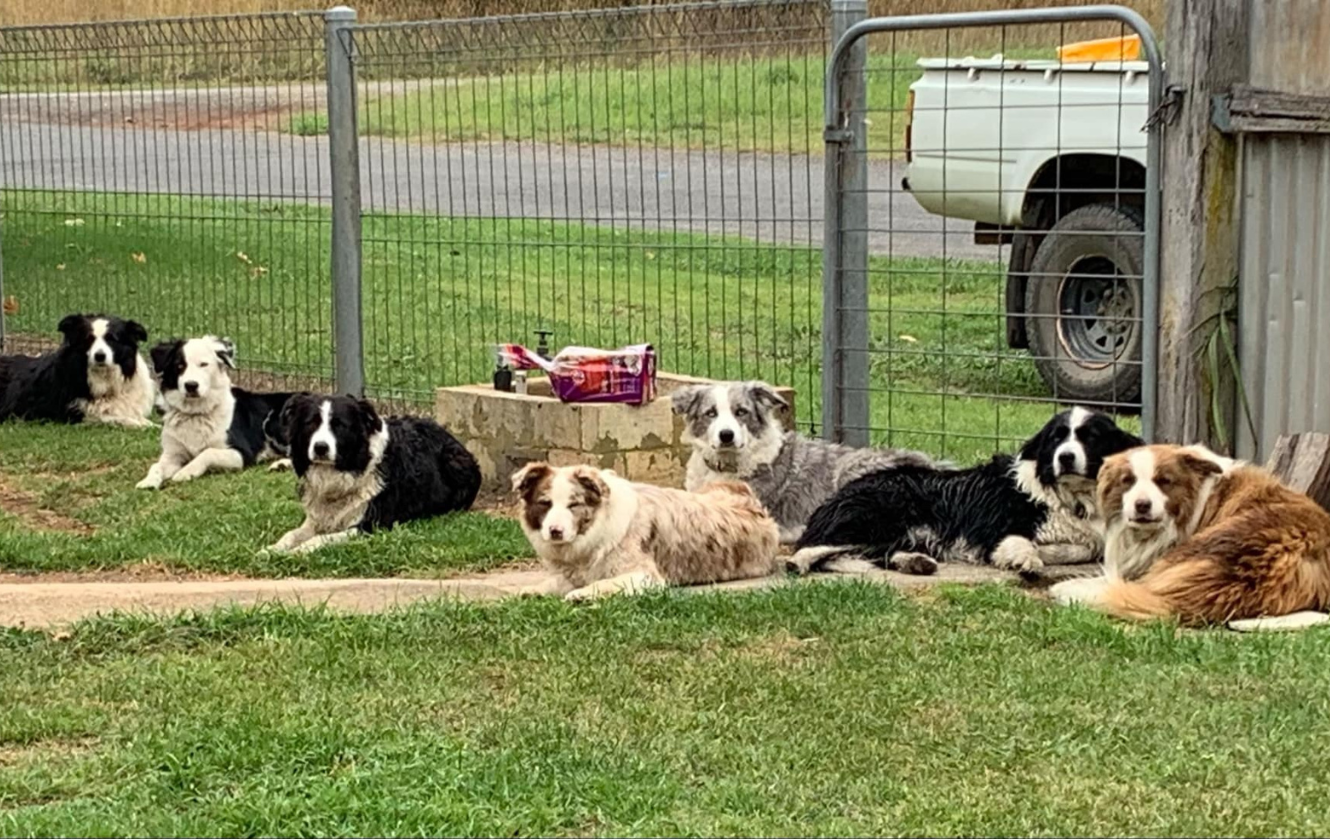 Banaby Park Crew Banaby Park Border Collie Breeder