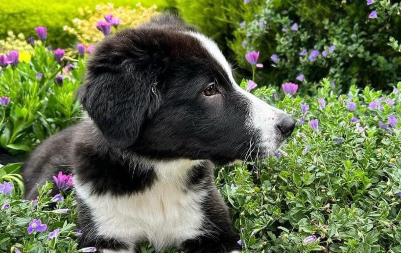 Banaby Park Border Collie Breeder