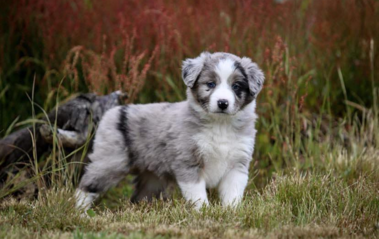 Banaby Park Border Collie Breeder