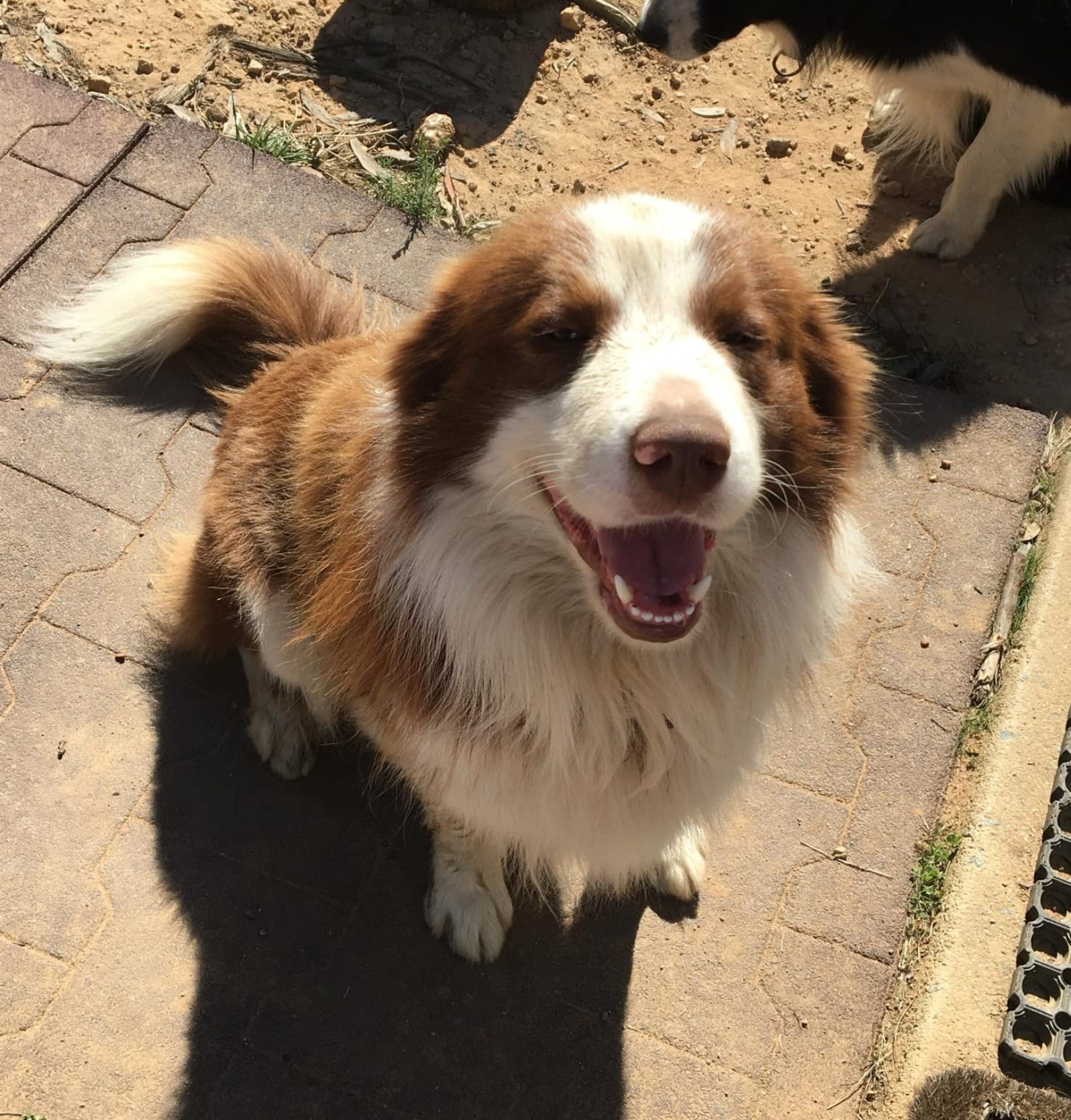 Banaby Park Border Collie Breeder