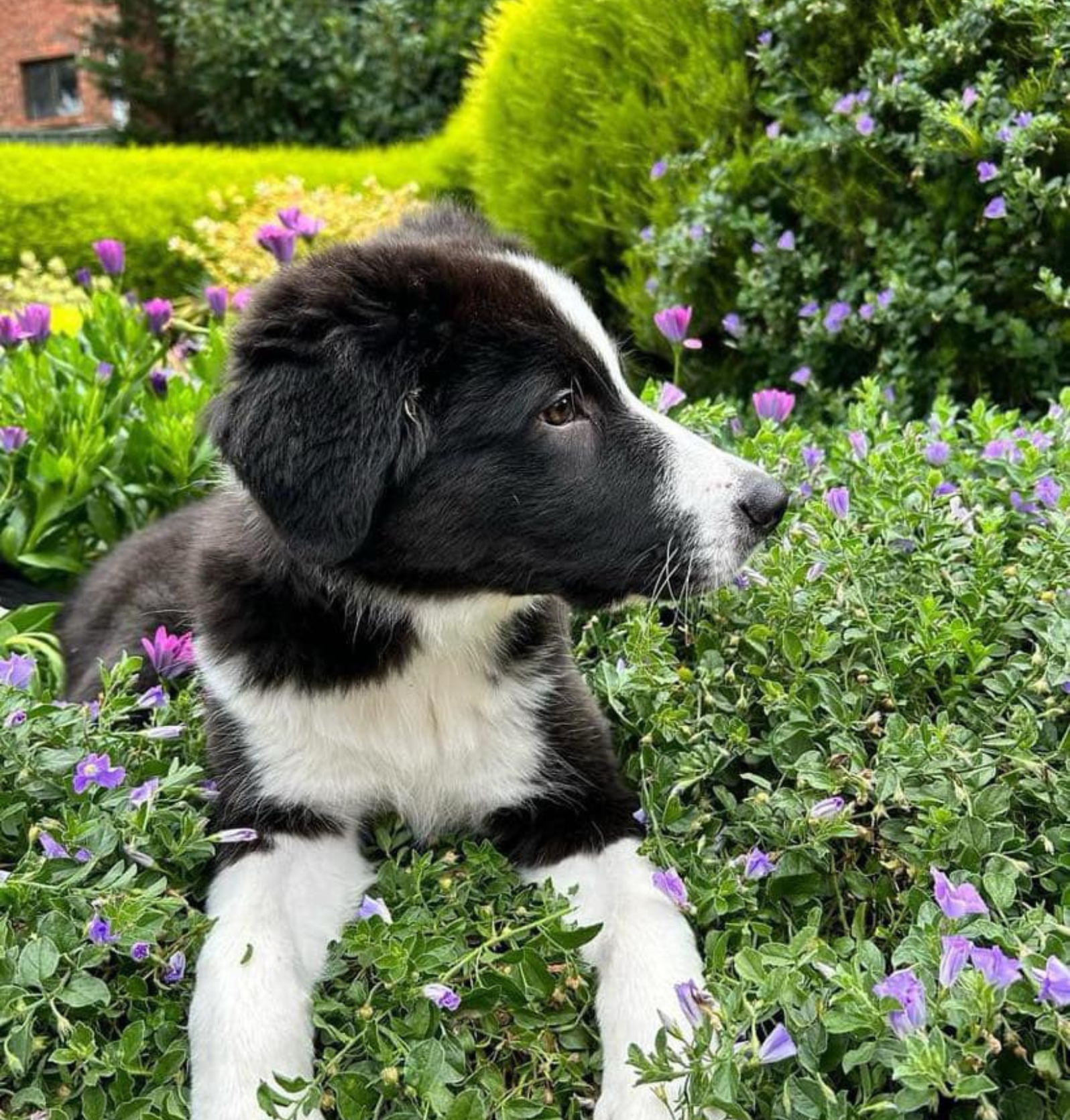 Banaby Park Border Collie Breeder