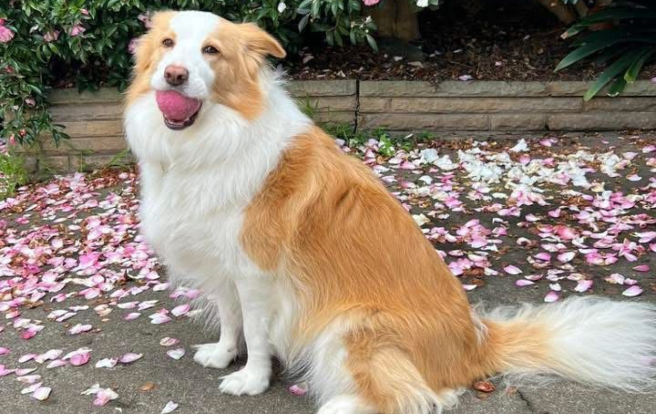 Banaby Park Border Collie Breeder