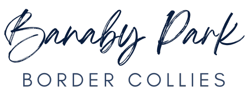 Banaby Park Border Collies