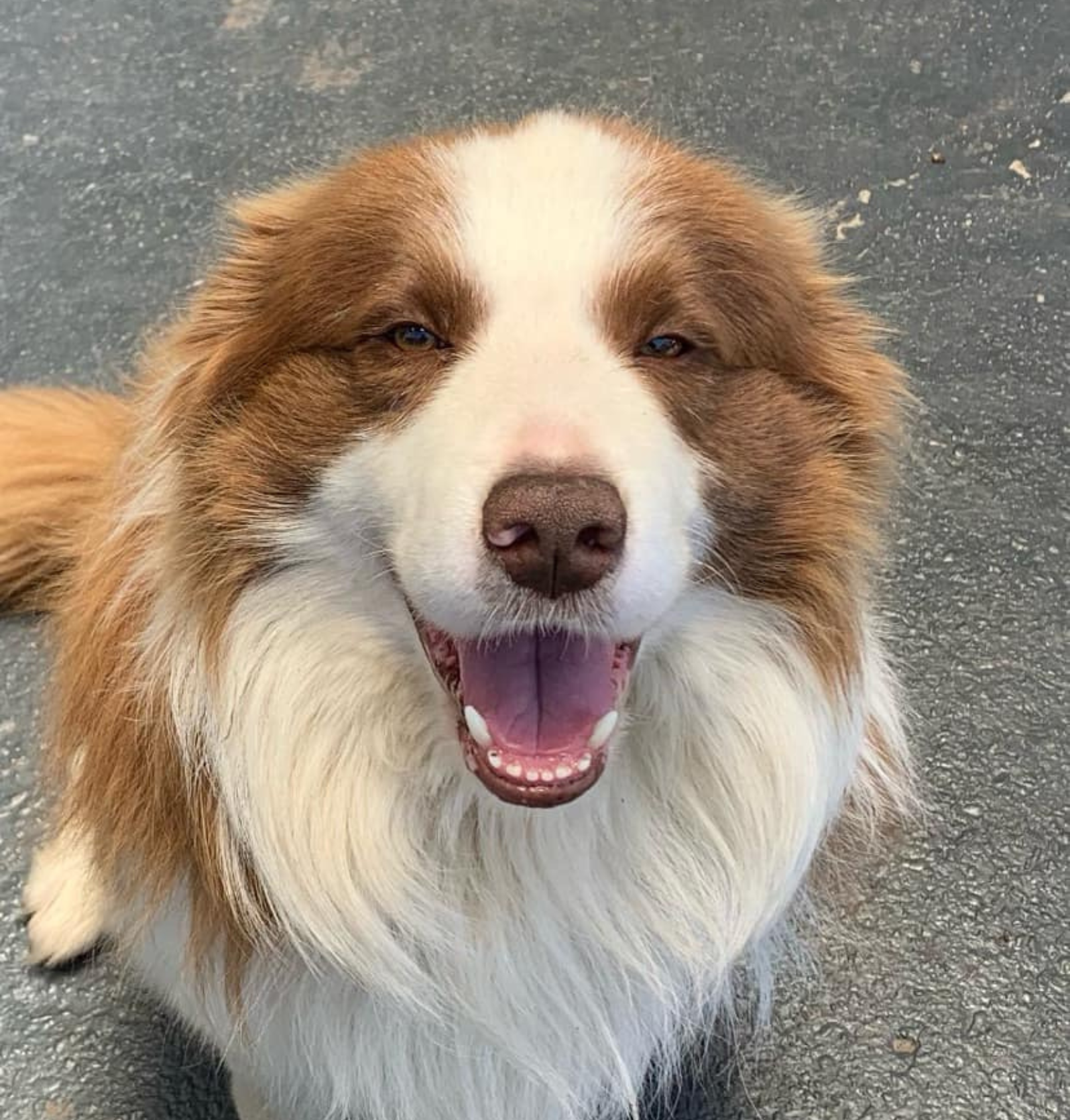 Banaby Park Border Collie – Neil Banaby Park Border Collie Breeder
