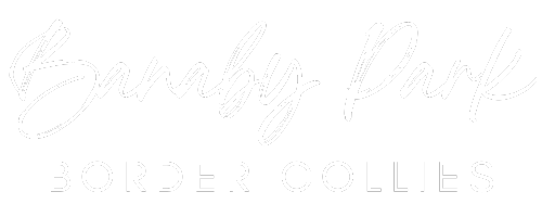 Banaby Park Border Collies