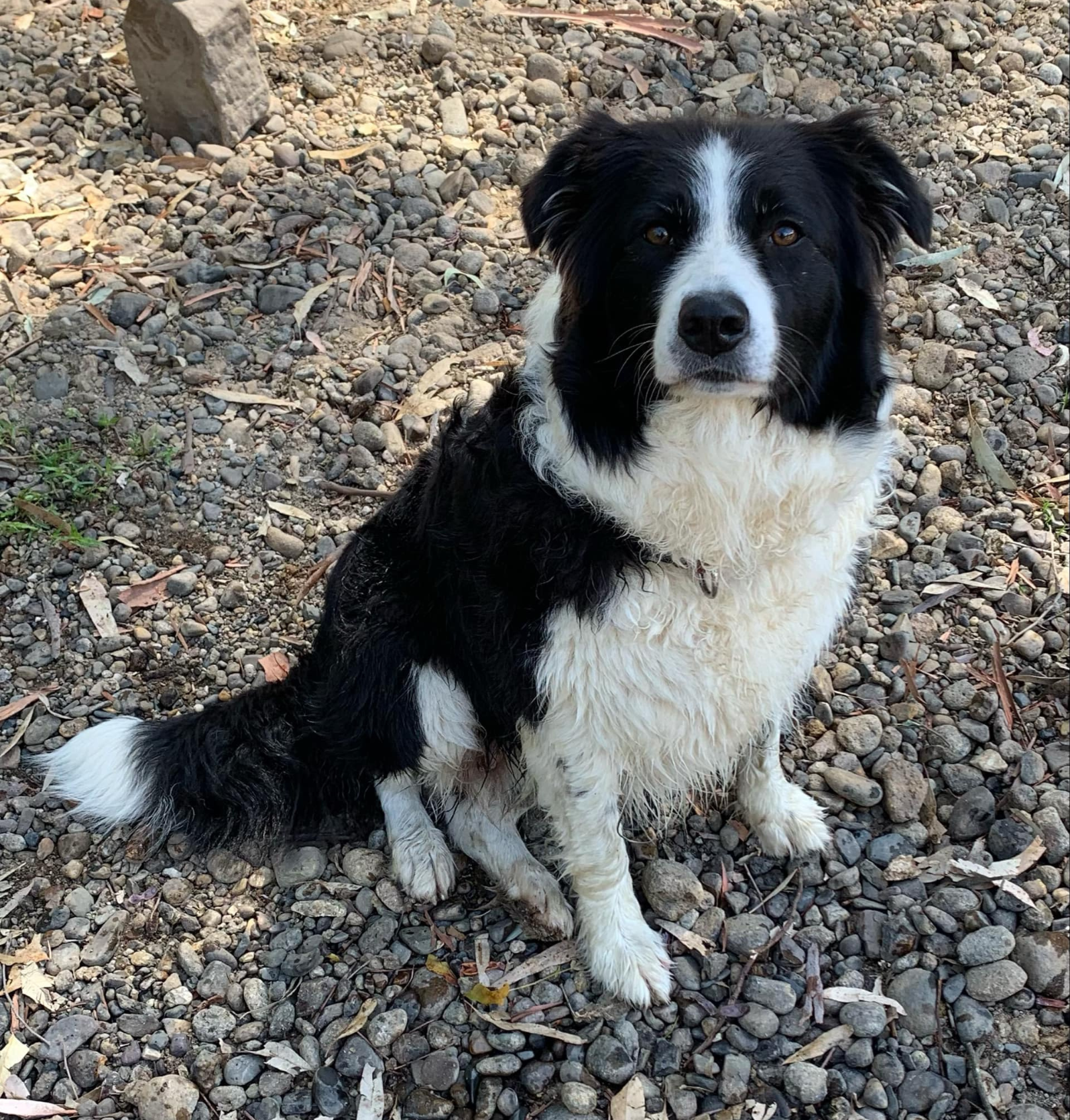 Banaby Park Border Collie Georgie Banaby Park Border Collie Breeder