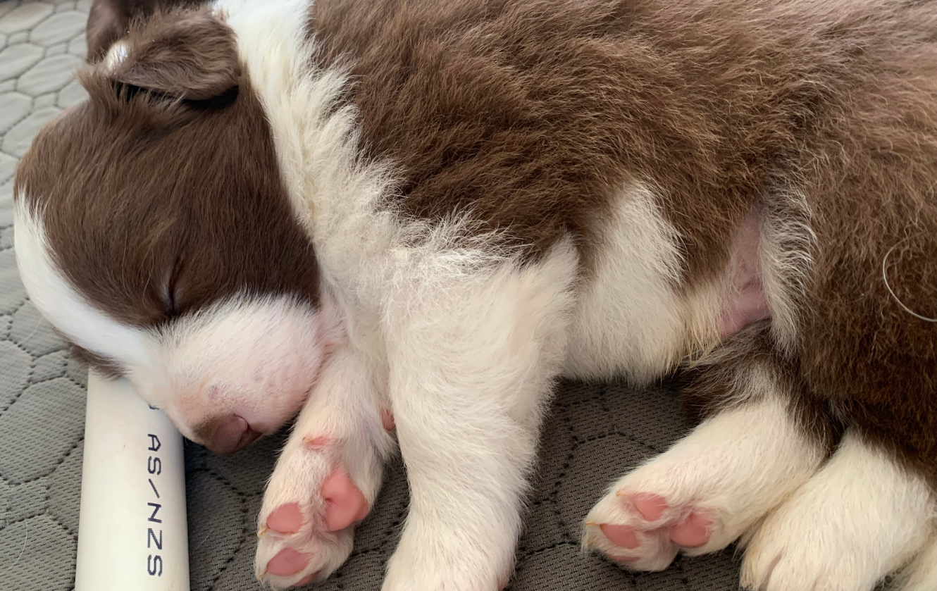 Chocolate Puppy #1