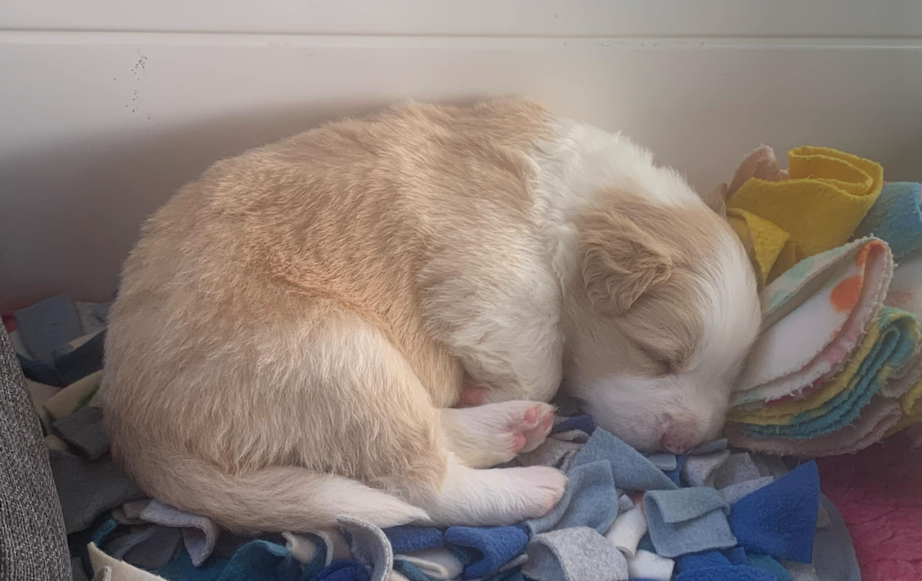 Red puppy – Sonny